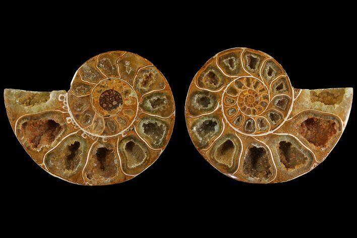 Cut & Polished, Agatized Ammonite Fossil- Jurassic #110779